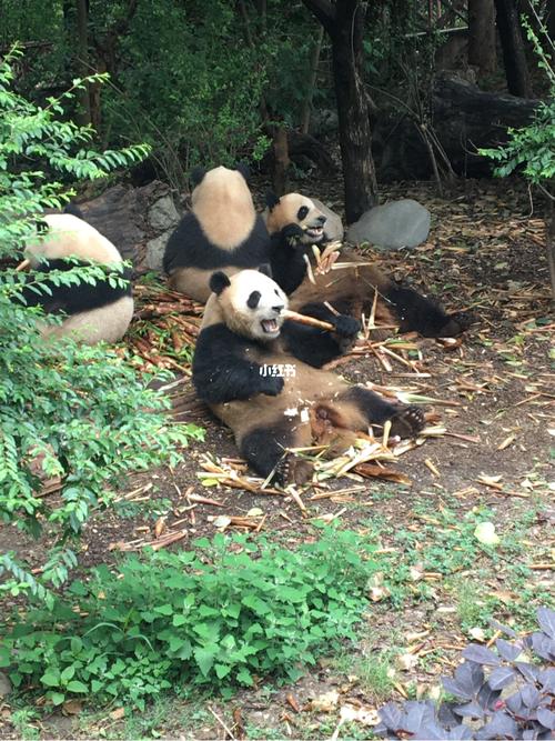 澳洲边境不开中国旅游的第一站成都